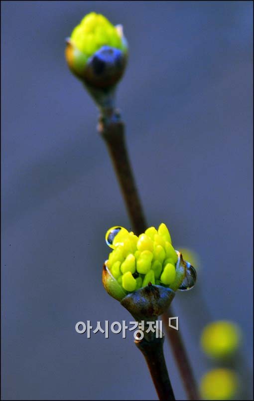 [포토]터지기 시작하는 산수유 꽃망울