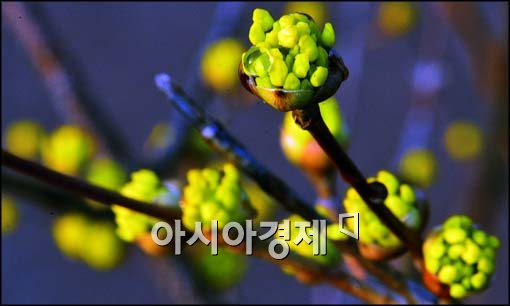 [포토]청계천의 봄