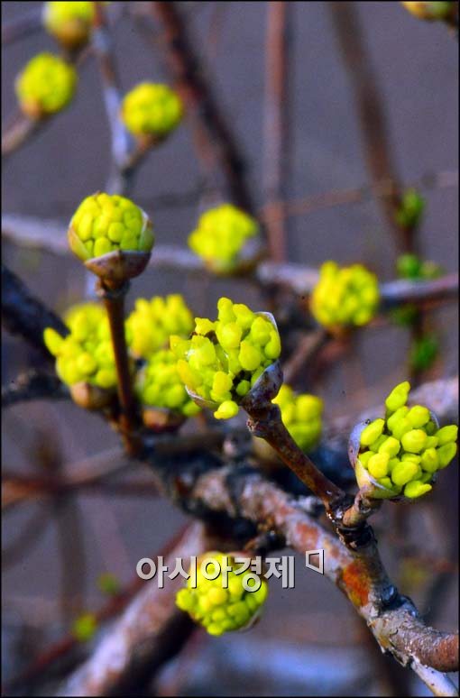 [포토]봄의 알림