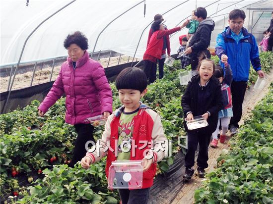 곡성으로  친환경  딸기 체험하로 오세요