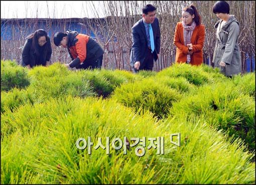 [포토]봄의 향연, 나무시장 개장