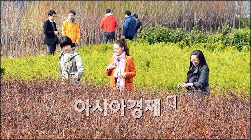 [포토]나무시장 개장, 묘목 보는 시민들
