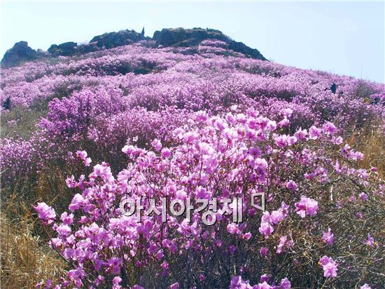 ‘3월 축제 일정’ 무료로 즐기는 봄꽃 향기 가득한 축제들