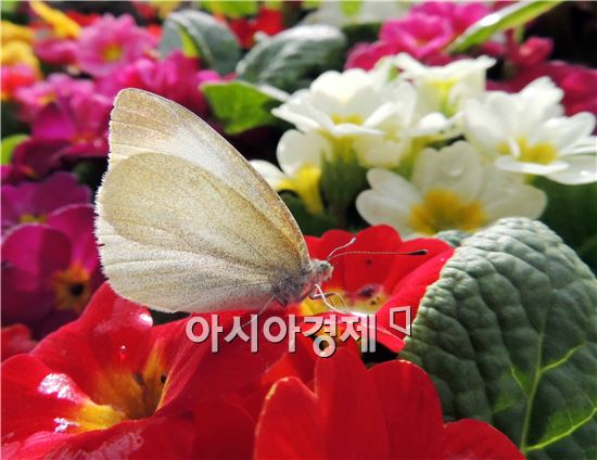 [포토]배추 흰나비의 아름다운 포즈 