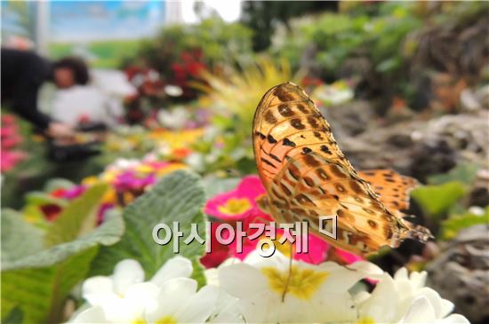 [포토]세상 밖으로 나온  아름다운 나비의 자태 