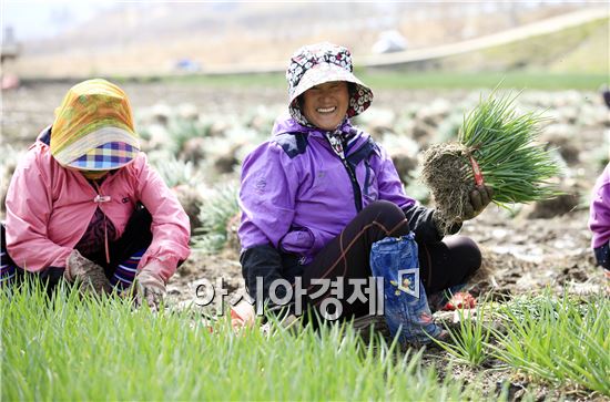 [포토]꽃샘추위속 쪽파수확하는 "농민의 환한 미소 "