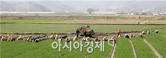 [포토]쪽파 수확하는 행렬