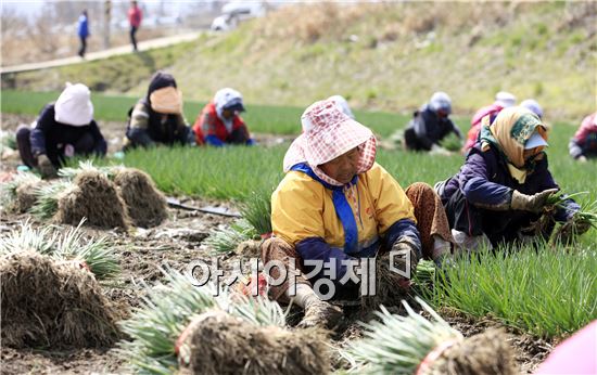 [포토]꽃샘추위속 쪽파수확 한창