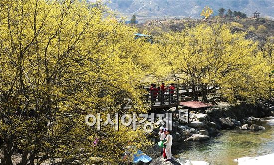 [포토]관광객 유혹하는 산수유꽃 