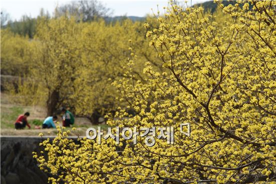 만개한 구례 산수유꽃