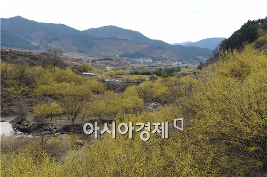 노랑게 물들인 구례산동면 산수유꽃