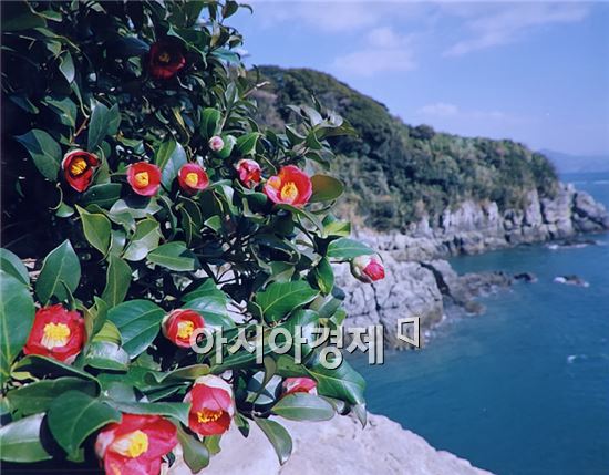 바다와 어울러진 여수 오동도 동백