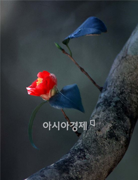 아름다운 동백