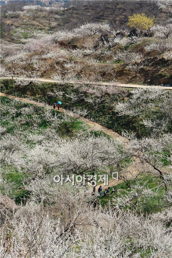 [남도힐링여행]꽃향기 따라 떠나는 '남도 여행 3선' 