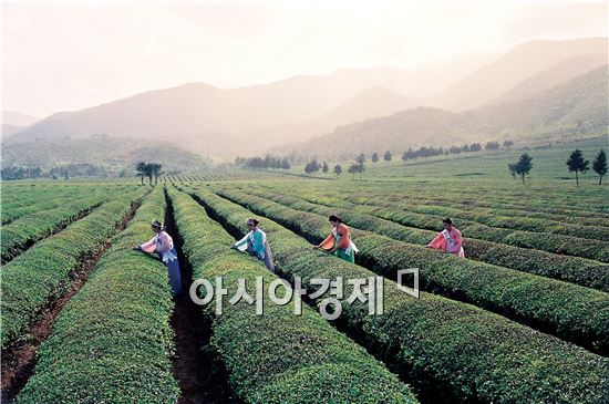 보성군  녹차대축제에서  38년 추억 찾아요