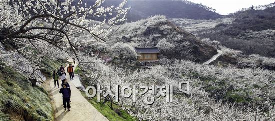[포토]순백의 광양 매화꽃에 취해볼까