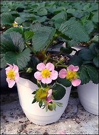 관상용 딸기 '관하'를 아시나요?