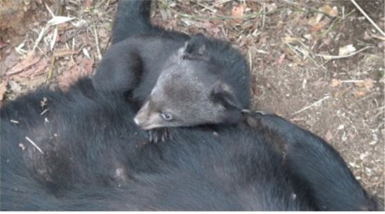 ▲지리산 반달가슴곰이 2013년 1월에 건강한 새끼 1마리를 낳았다.[사진제공=환경부]