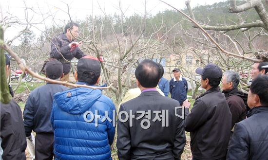 강진군,  단감 전정 교육 실시