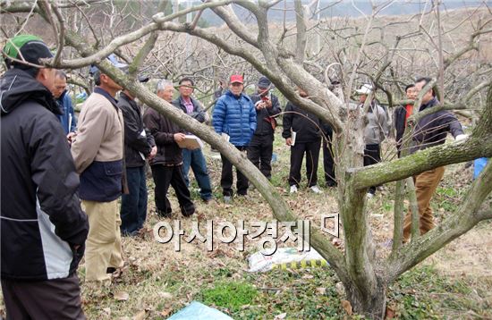 강진군,  단감 전정 교육 실시