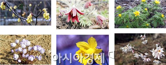 [포토]향기로운 봄꽃의 유혹