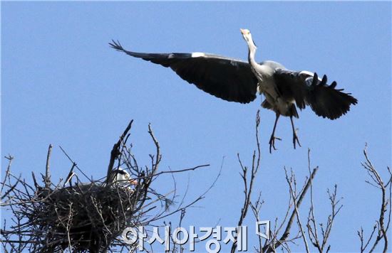 [포토]왜가리들의 보금자리 단장 분주