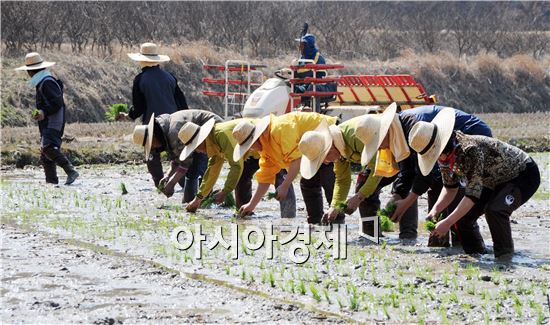 순천시, "조기햅쌀 생산단지 첫 모내기" 실시