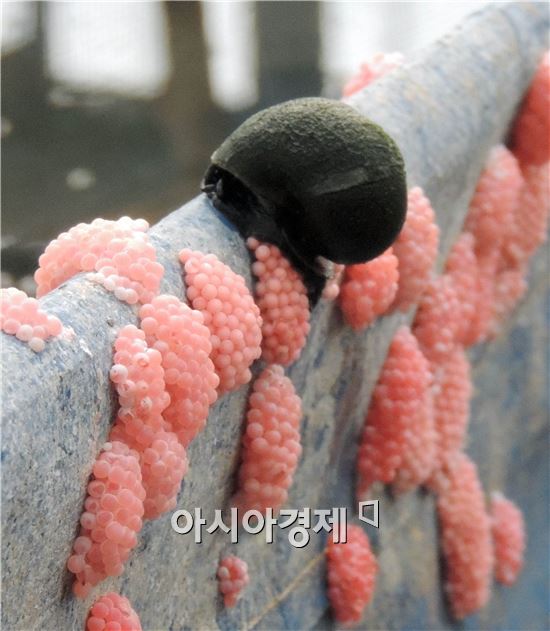 함평군, "친환경 벼농사 제초용 우렁이 양식장" 가보니 