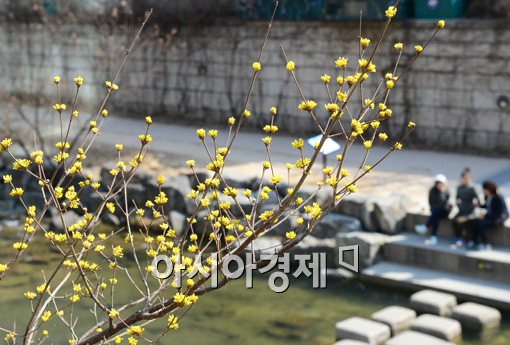 [포토]만개한 노란 산수유 꽃