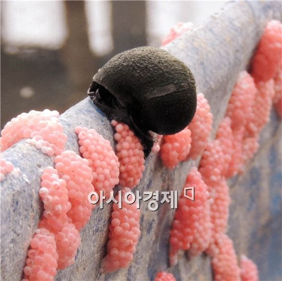 [포토]연분홍색 "우렁이 알" 보셨나요