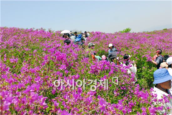 보성군, 연분홍 철쭉바다, 천상의 정원으로 초대합니다