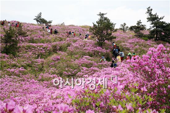 보성군, 연분홍 철쭉바다, 천상의 정원으로 초대합니다