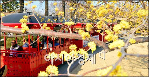 [포토]산수유 보며 청룡열차 타는 시민들