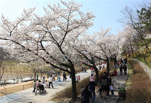 '서울 봄꽃길 100선' 선정… 상춘객 발길 잡는다