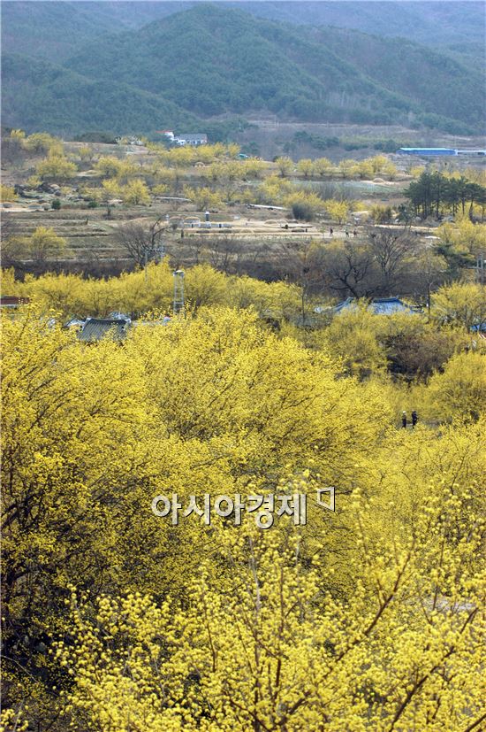[포토]샛노란 산수유꽃  절정