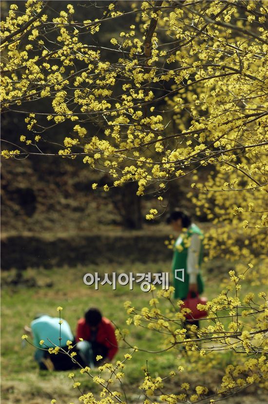 [포토]산수유꽃도 보고 나물 케는 아낙네들~