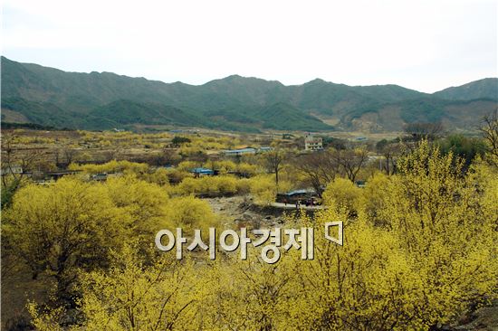 [포토]구례 산동은 노란빛깔 수채화