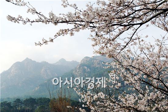 벚꽃이 어우러진 영암 월출산