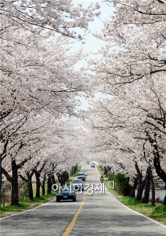 영암 벚꽃터널
