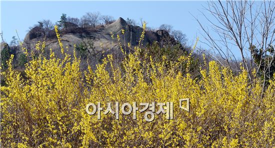 목포 유달산의 개나리