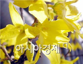 개나리