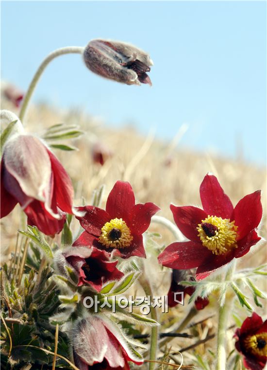 장흥 한재공원에 핀 할미꽃