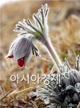 할미꽃