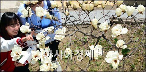 [포토]목련 핀 캠퍼스