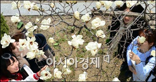 [포토]목련 핀 대학 캠퍼스