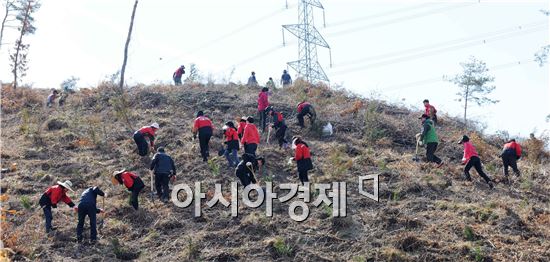 장성군, 편백나무 4500본 식재 