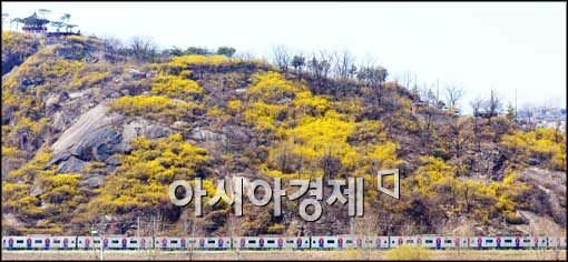 [포토]응봉산 주변에 핀 개나리