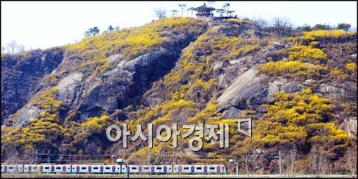 [포토]봄 기운 물씬 풍기는 응봉산