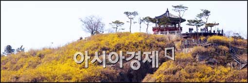 [포토]피기 시작하는 개나리