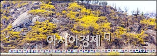 [포토]철길 주변으로 개나리가 활짝